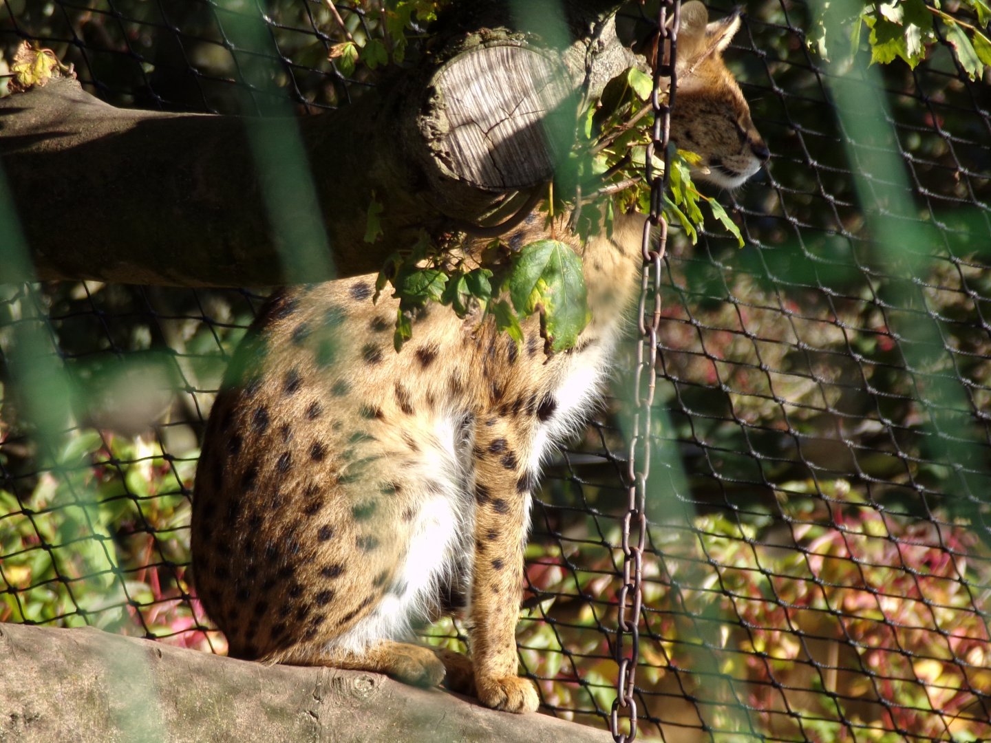 Serval 14.10.23