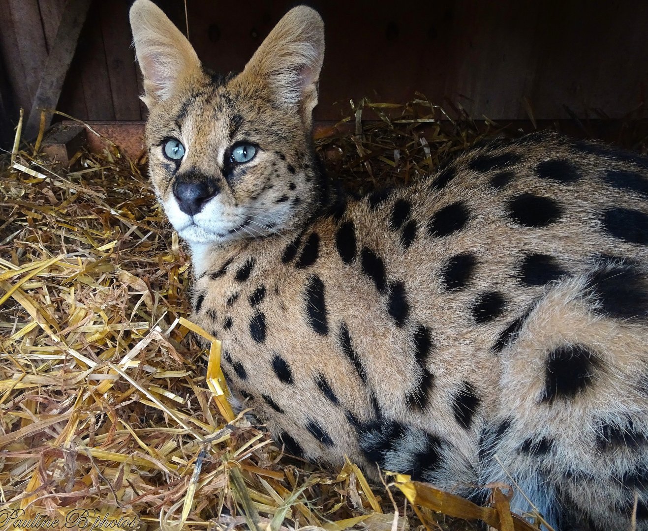 Serval 18 October 2025