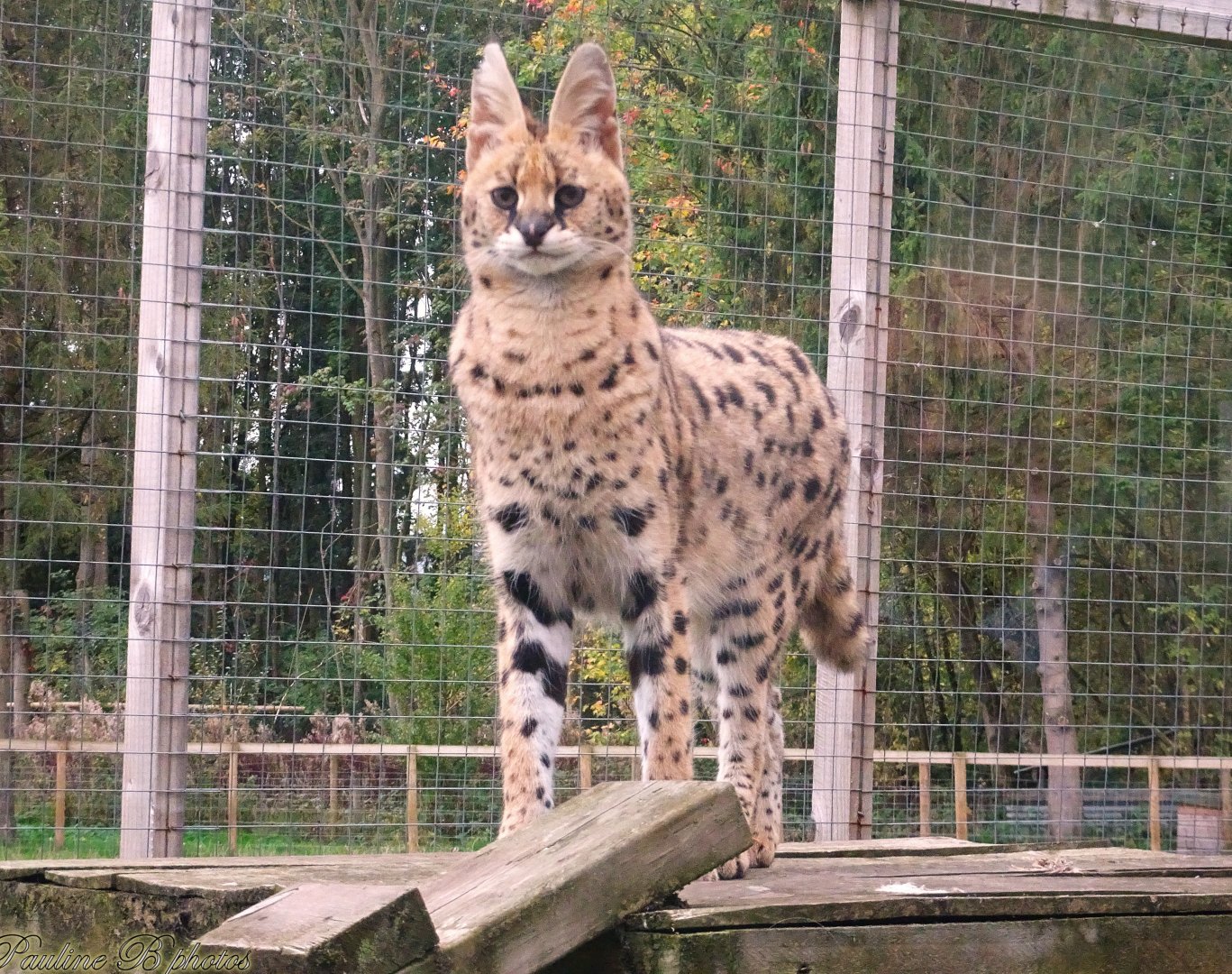 Serval 18 October 2025