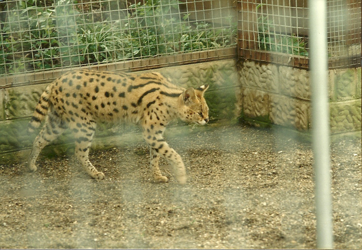Serval 1985