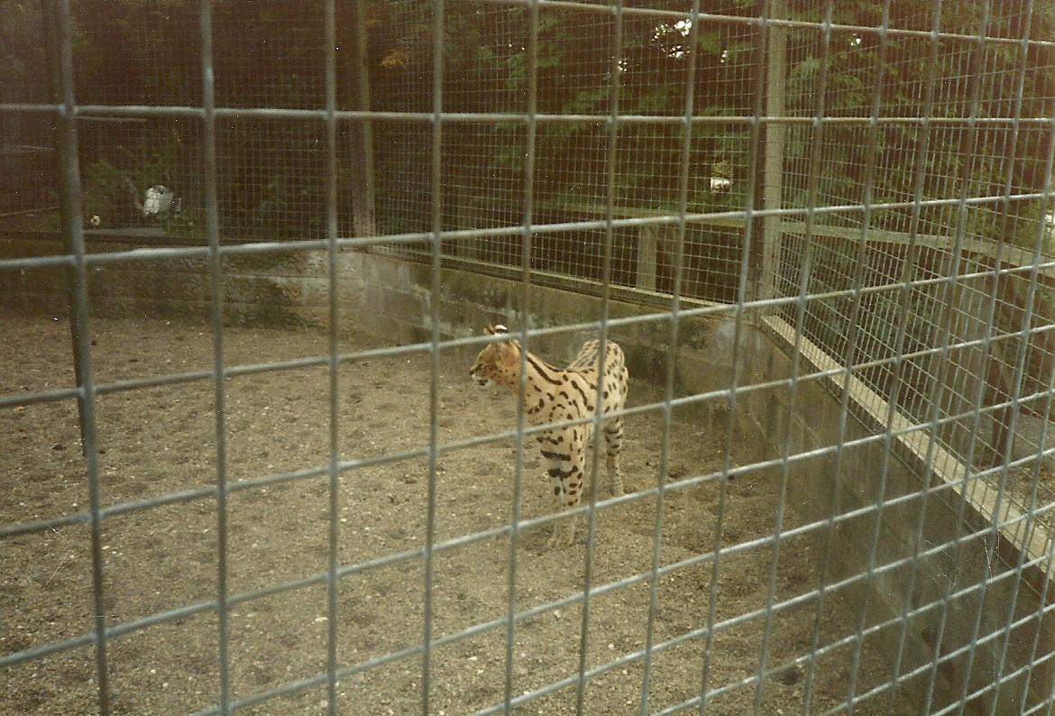 Serval 1985