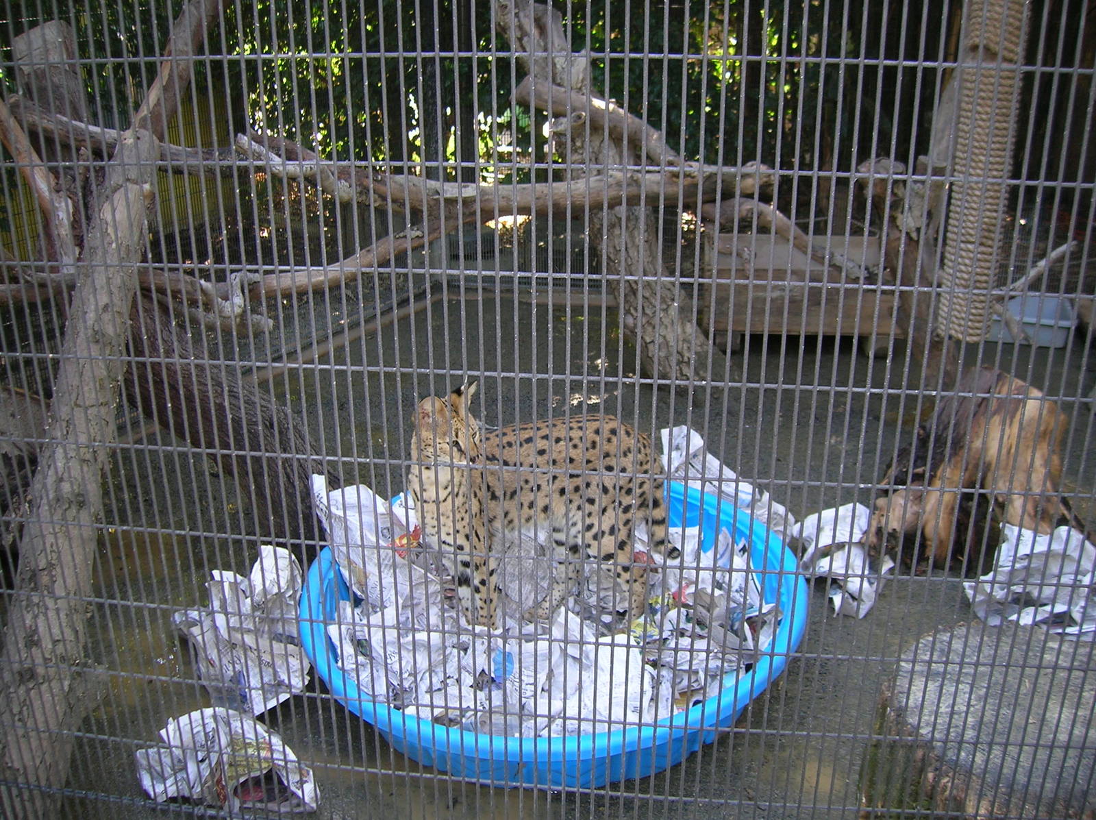 Serval 2-18-09