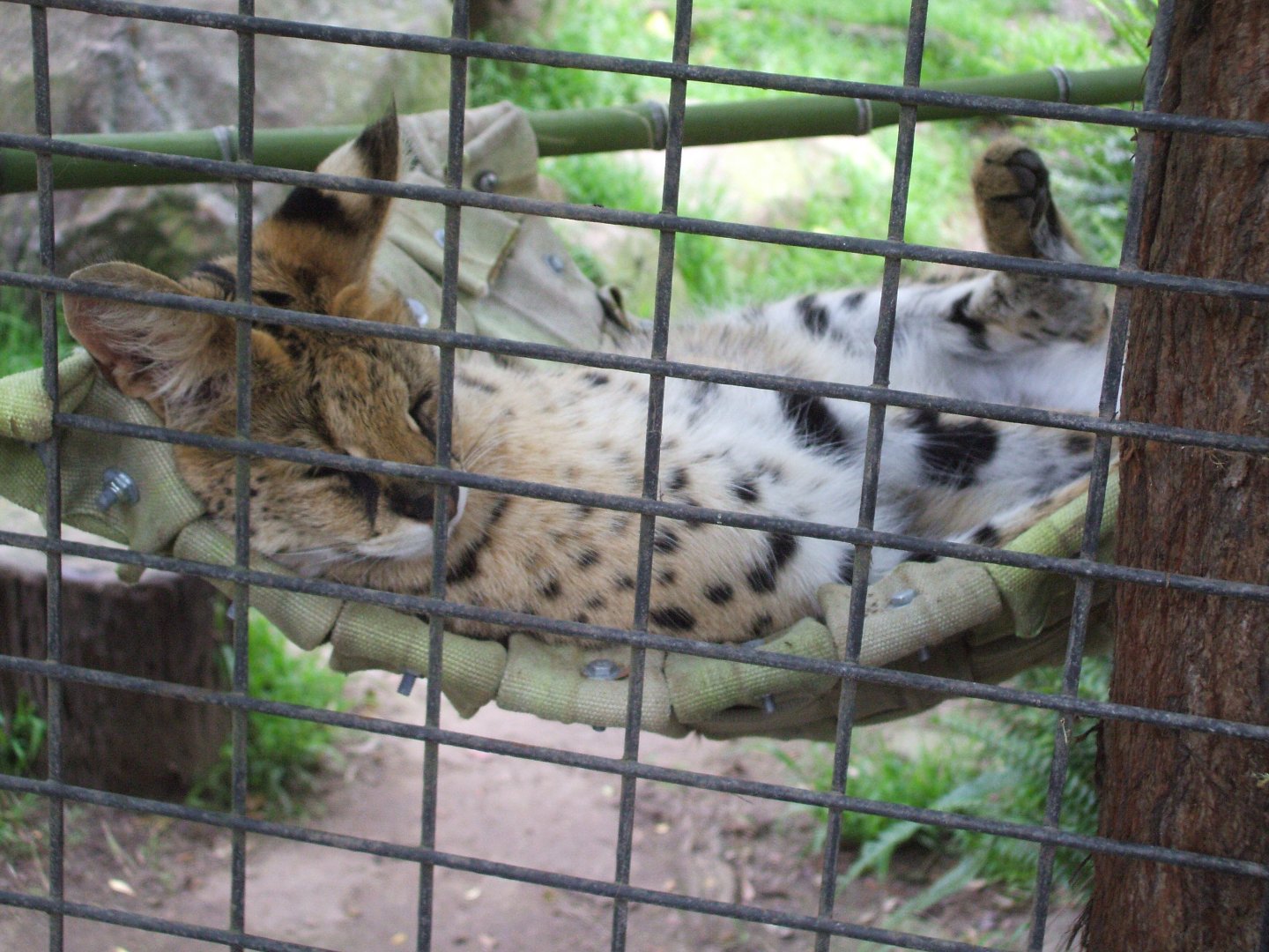 Serval, 2010