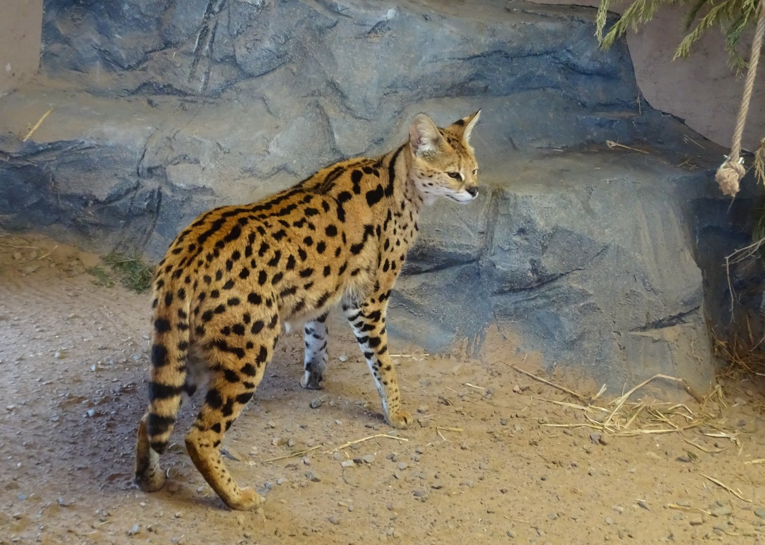 Serval         25 May 2025