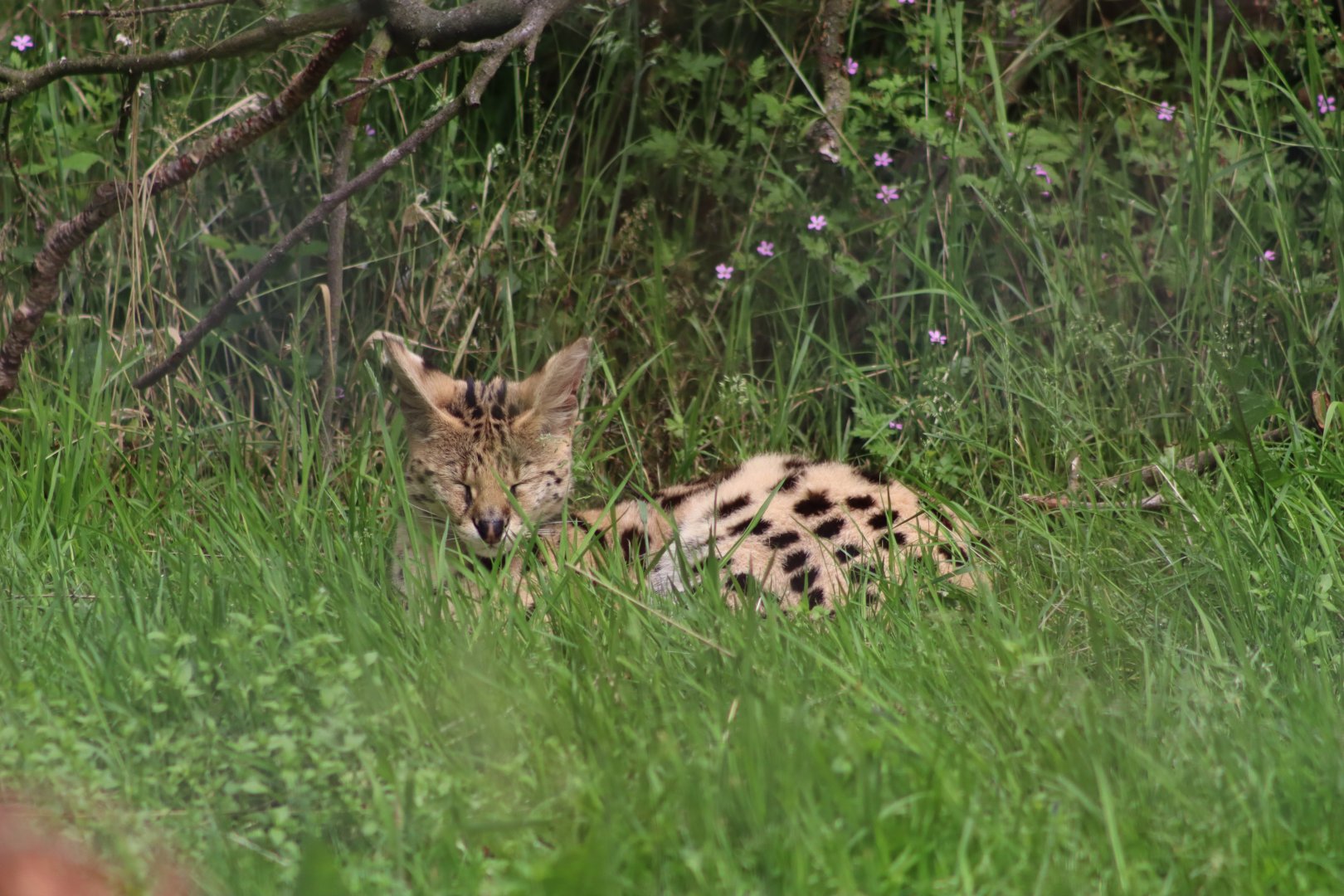 Serval - 27 June 2021