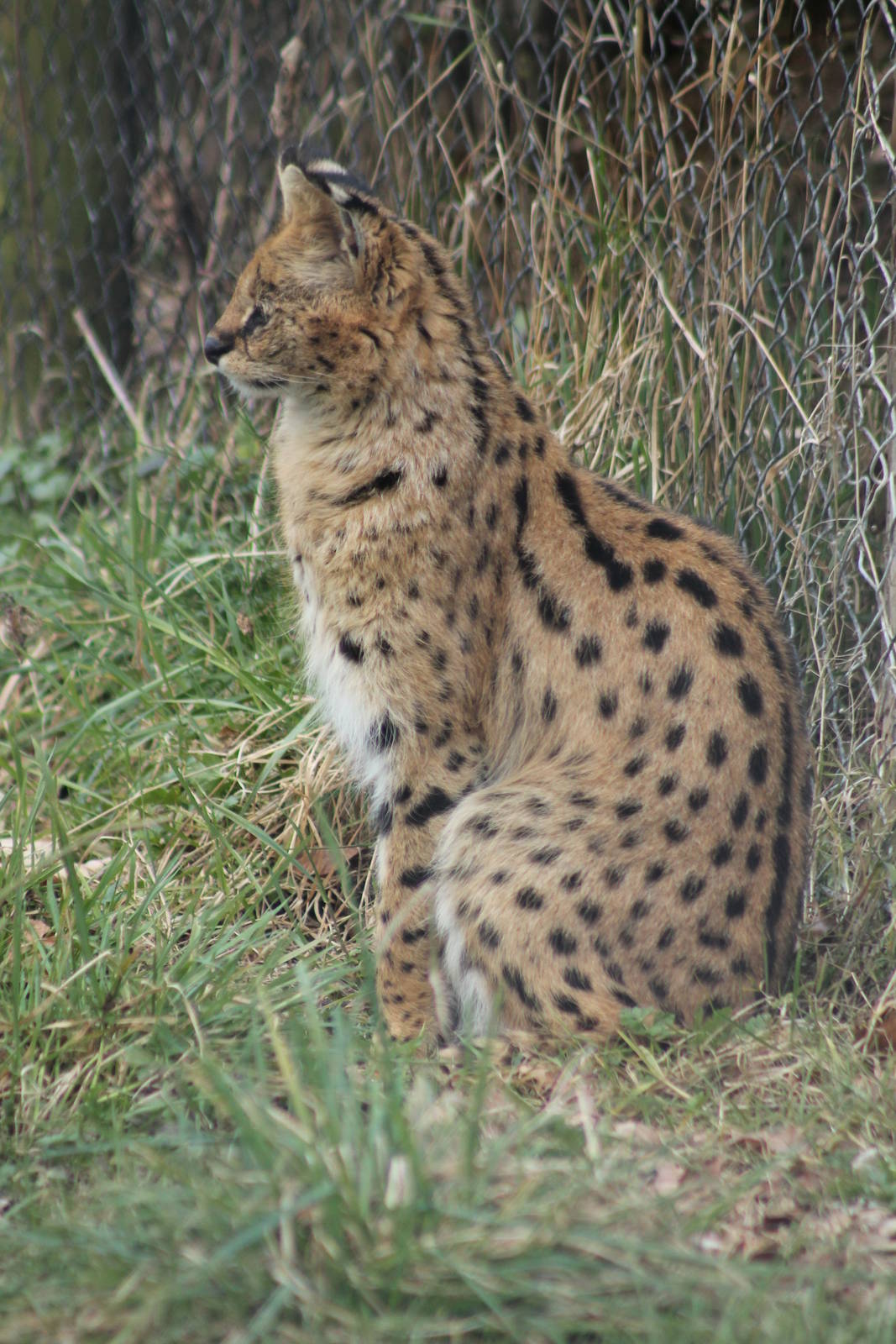 Serval - 2nd April 2013