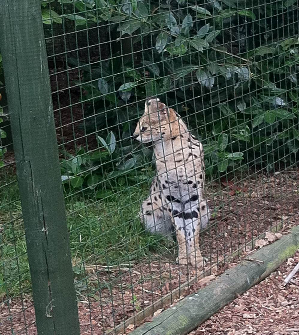 Serval ( 3rd July 2011)