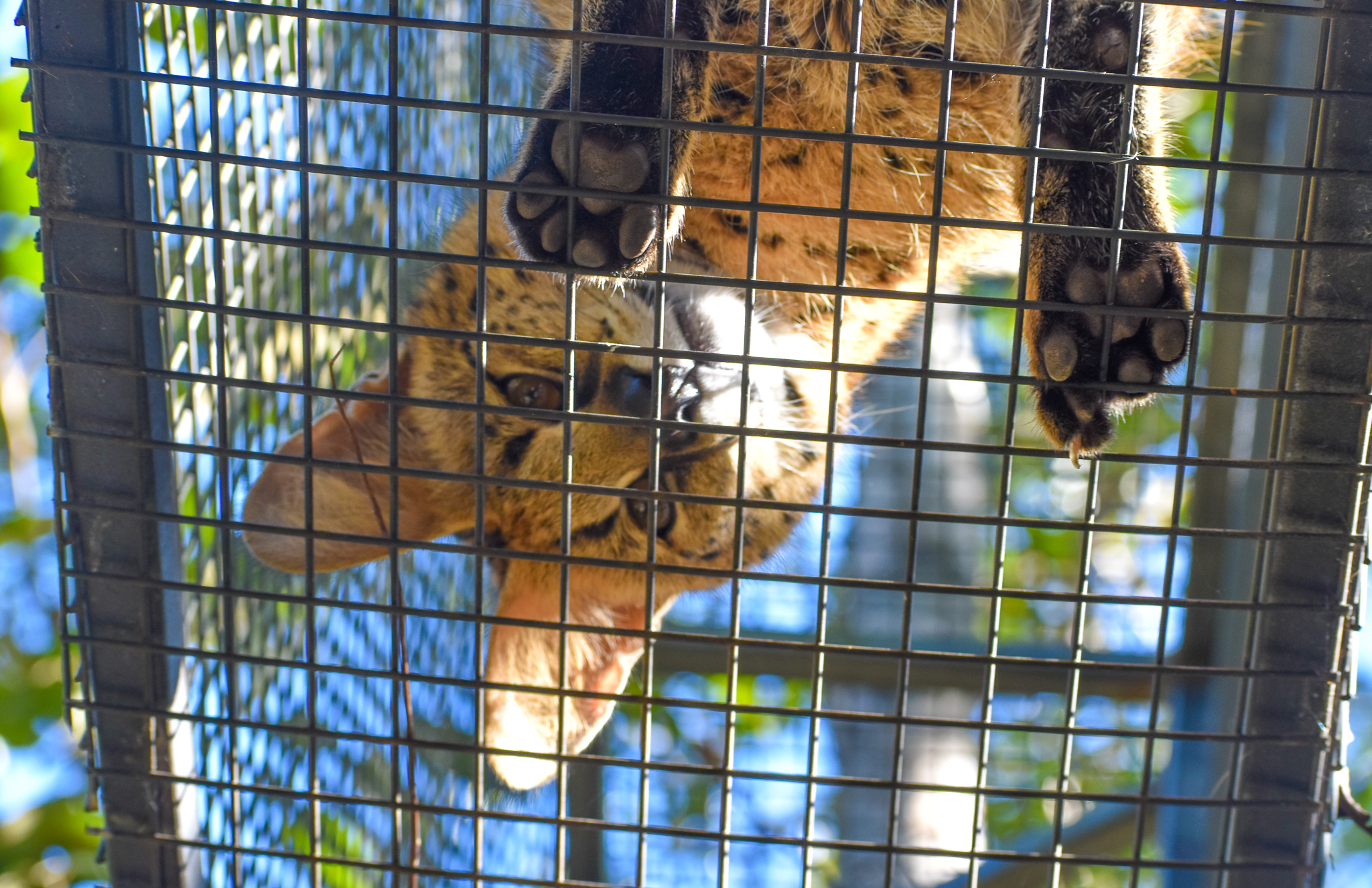Serval above my head