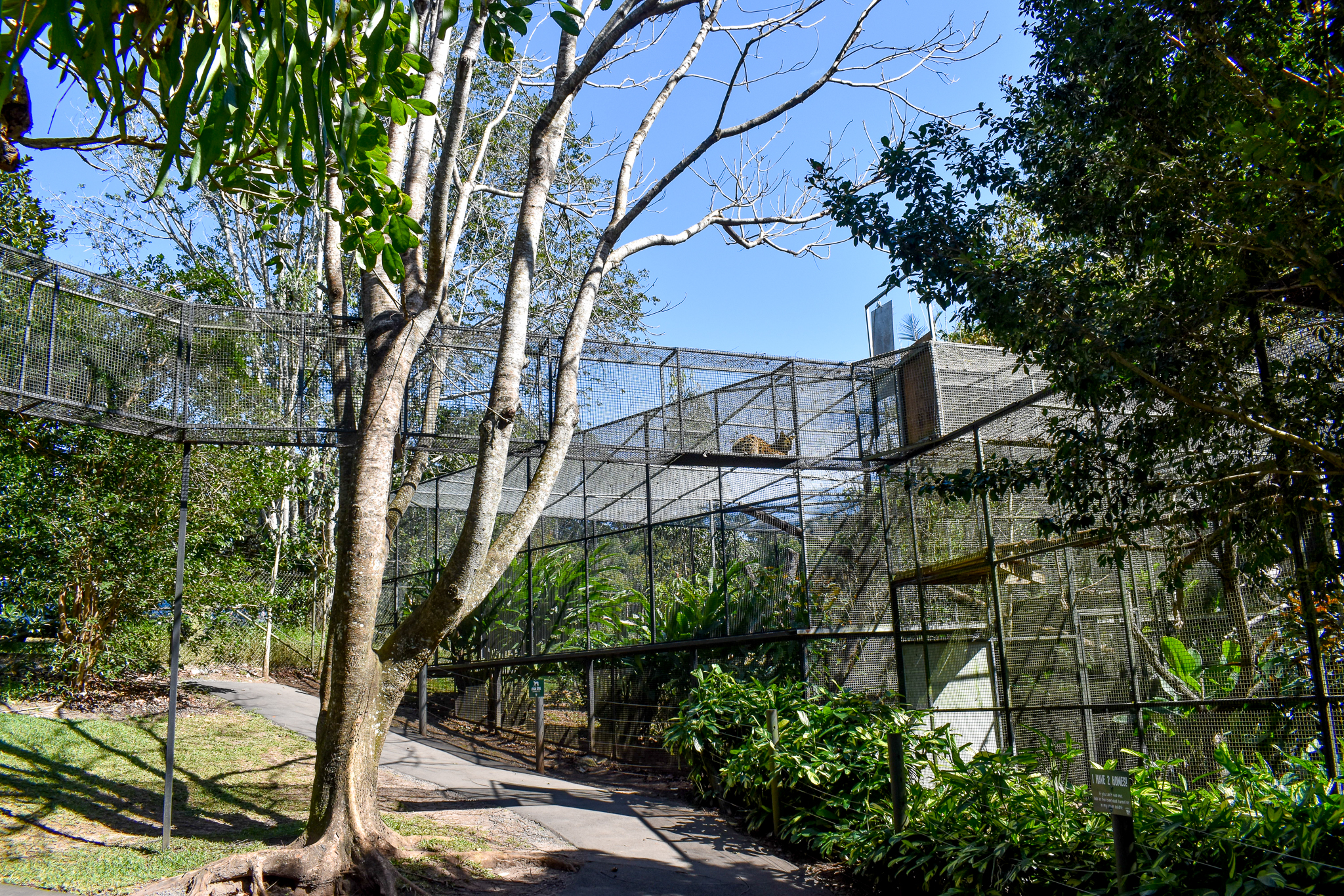 Serval Aerial Walkway (with serval)