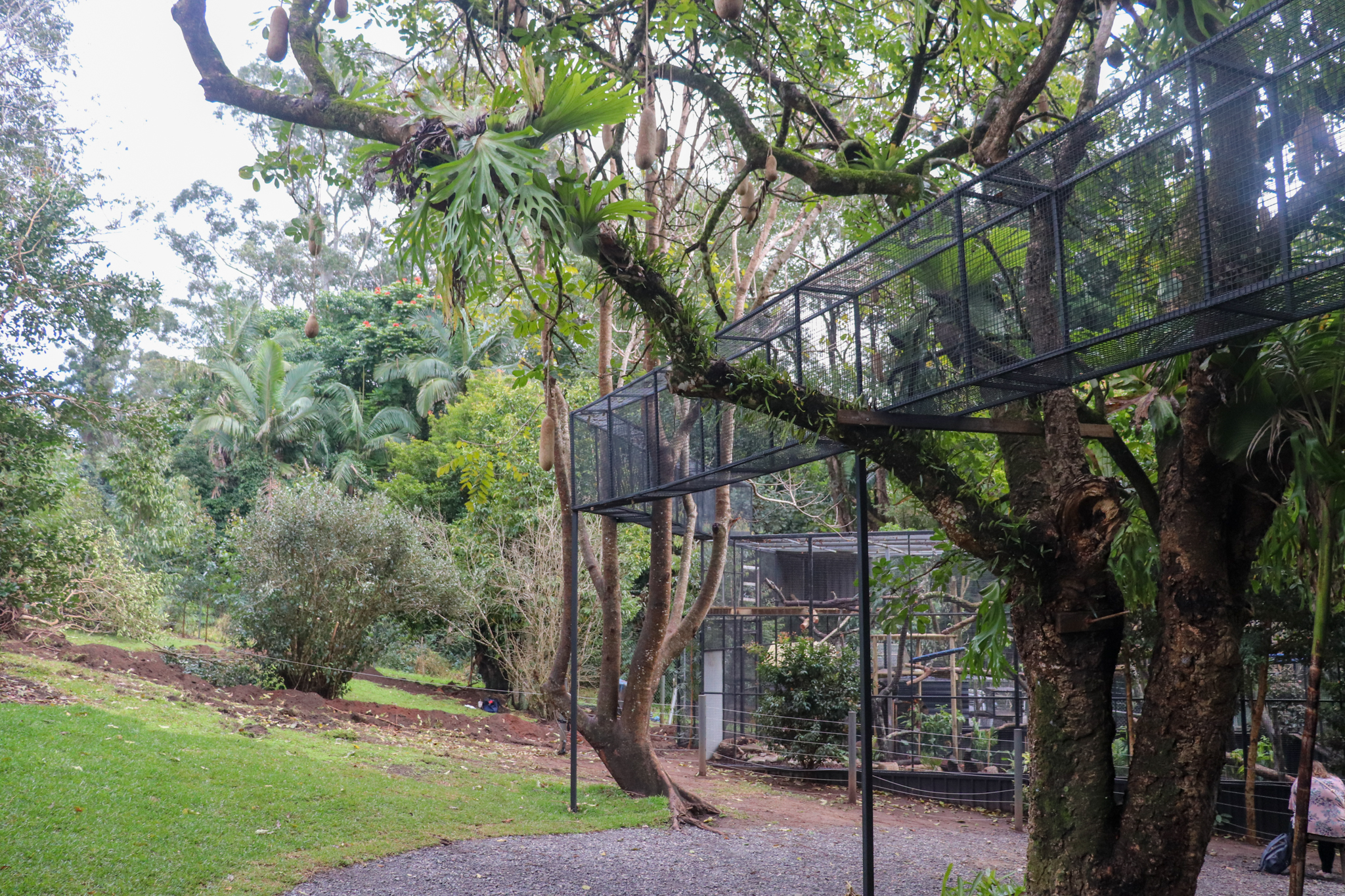 Serval Aerial Walkway