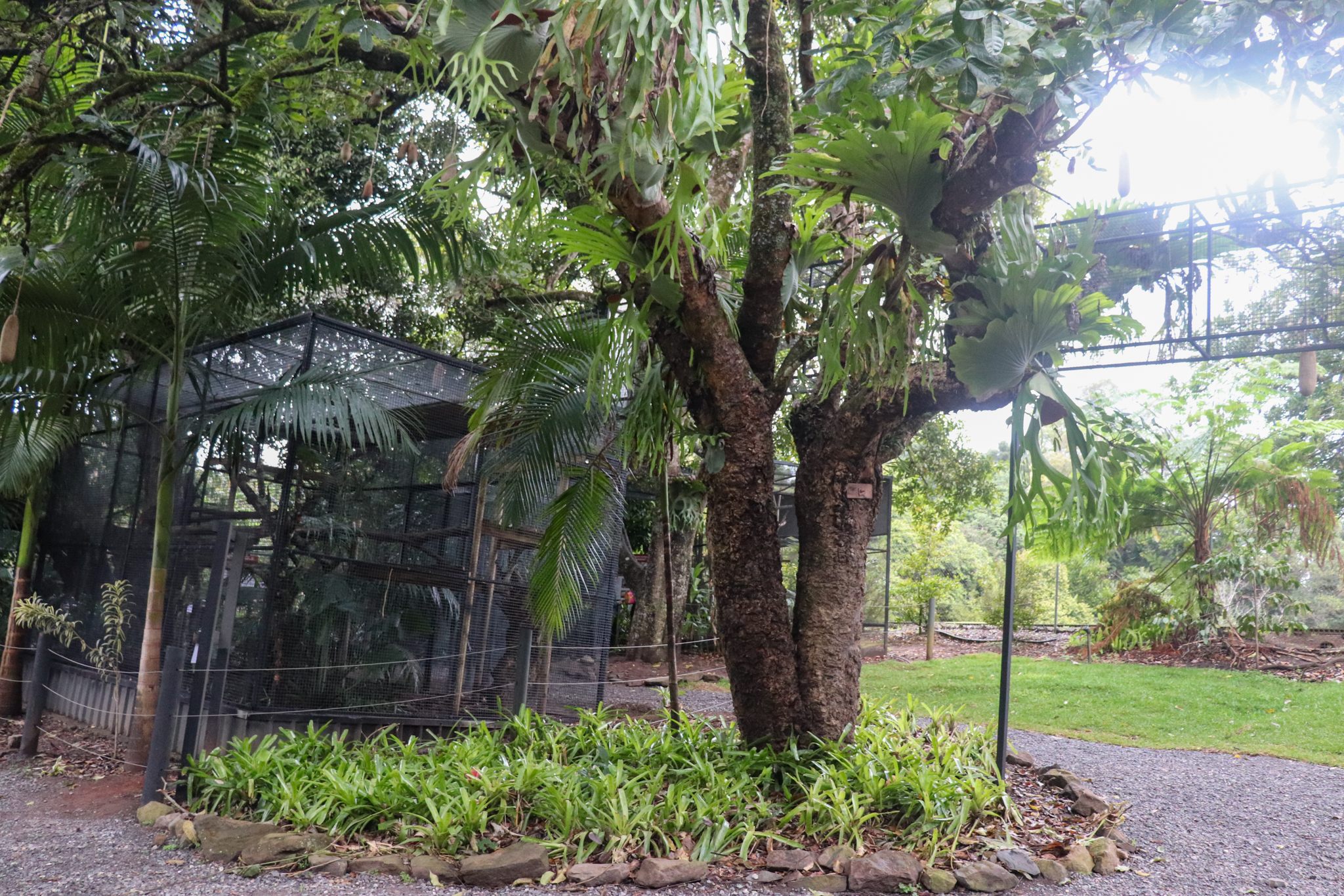 Serval Aerial Walkway