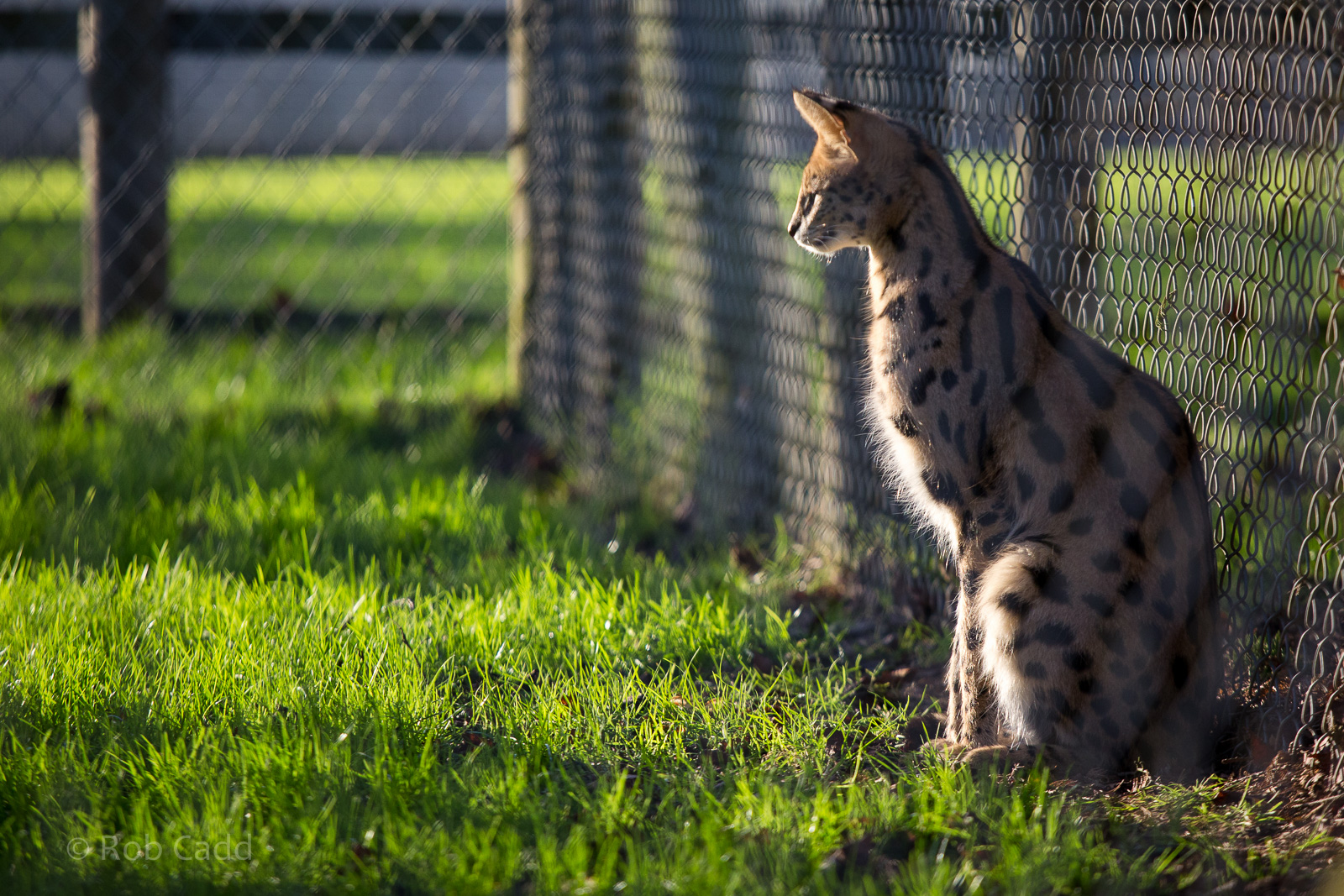 Serval : Africa Alive! : 02 Jan 2015