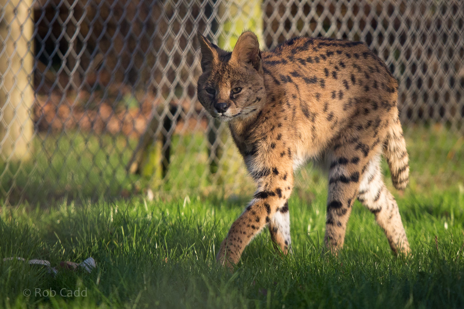 Serval : Africa Alive! : 02 Jan 2015