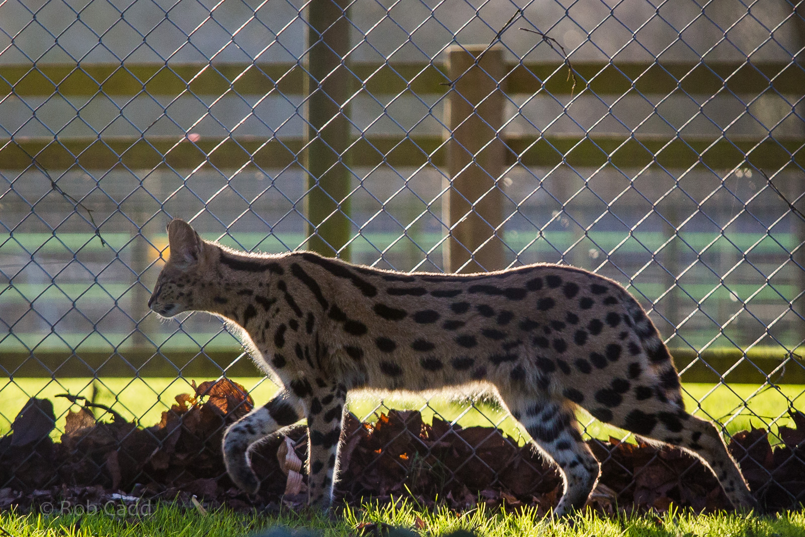 Serval : Africa Alive! : 02 Jan 2015