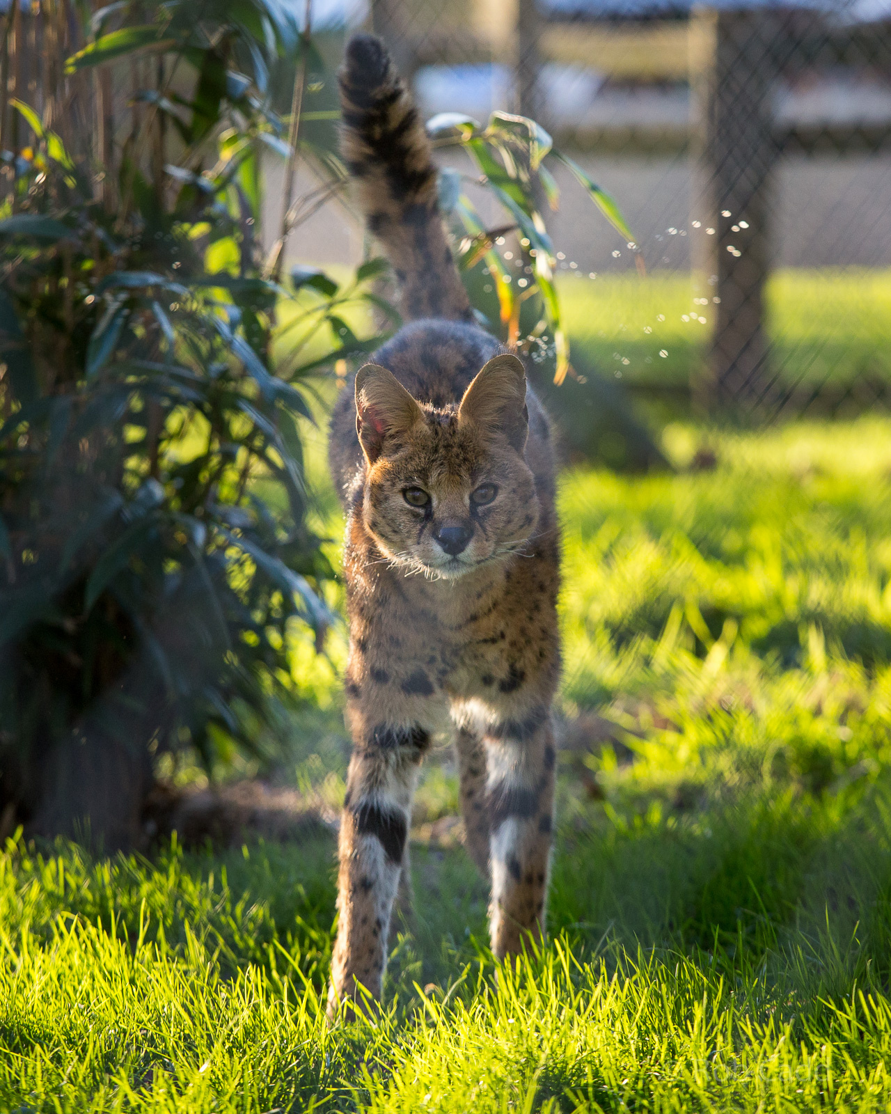 Serval : Africa Alive! : 02 Jan 2015