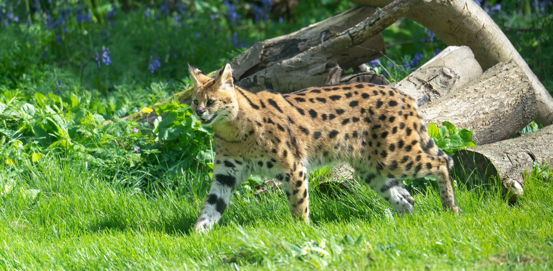 Serval, Africa Alive, UK
