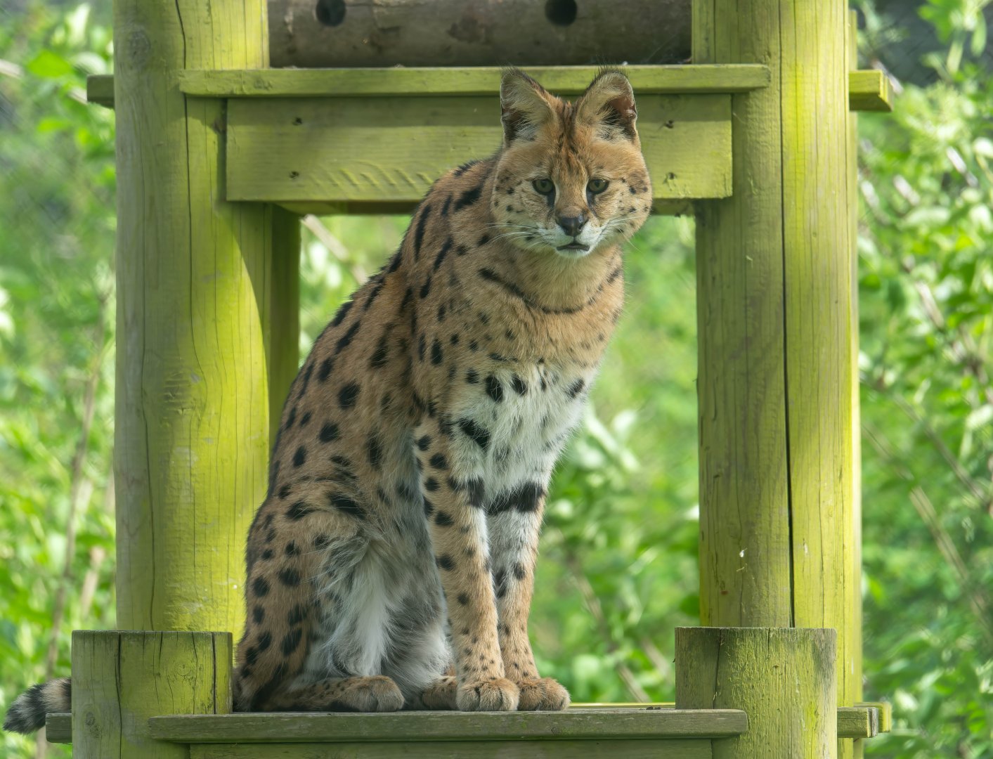 Serval, Africa Alive, UK