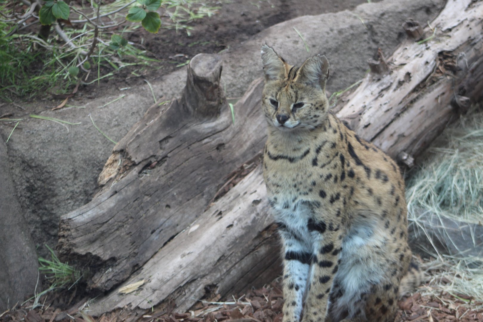 Serval - Africa Rocks