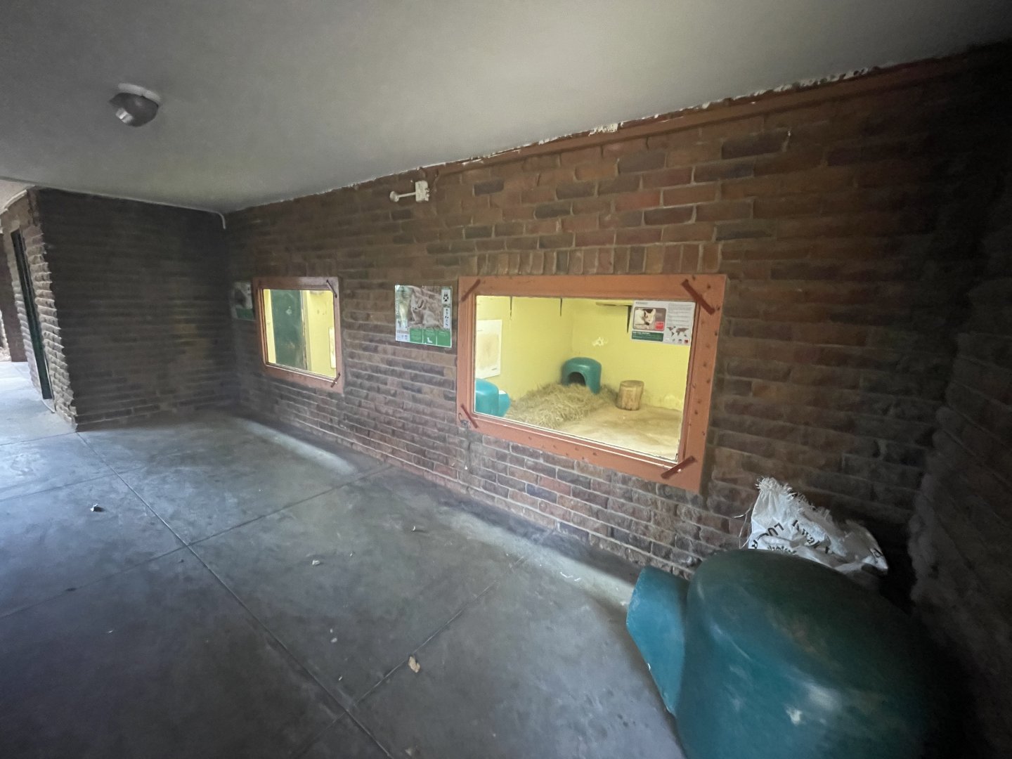 Serval and Black-footed Cat Indoor Enclosures (Leptailurus serval, Felis nigripes)