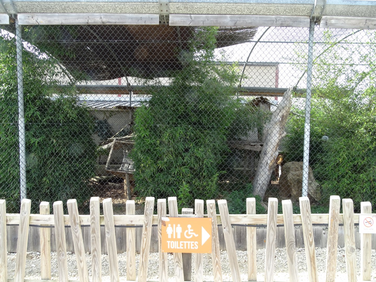 Serval and caracal exhibit