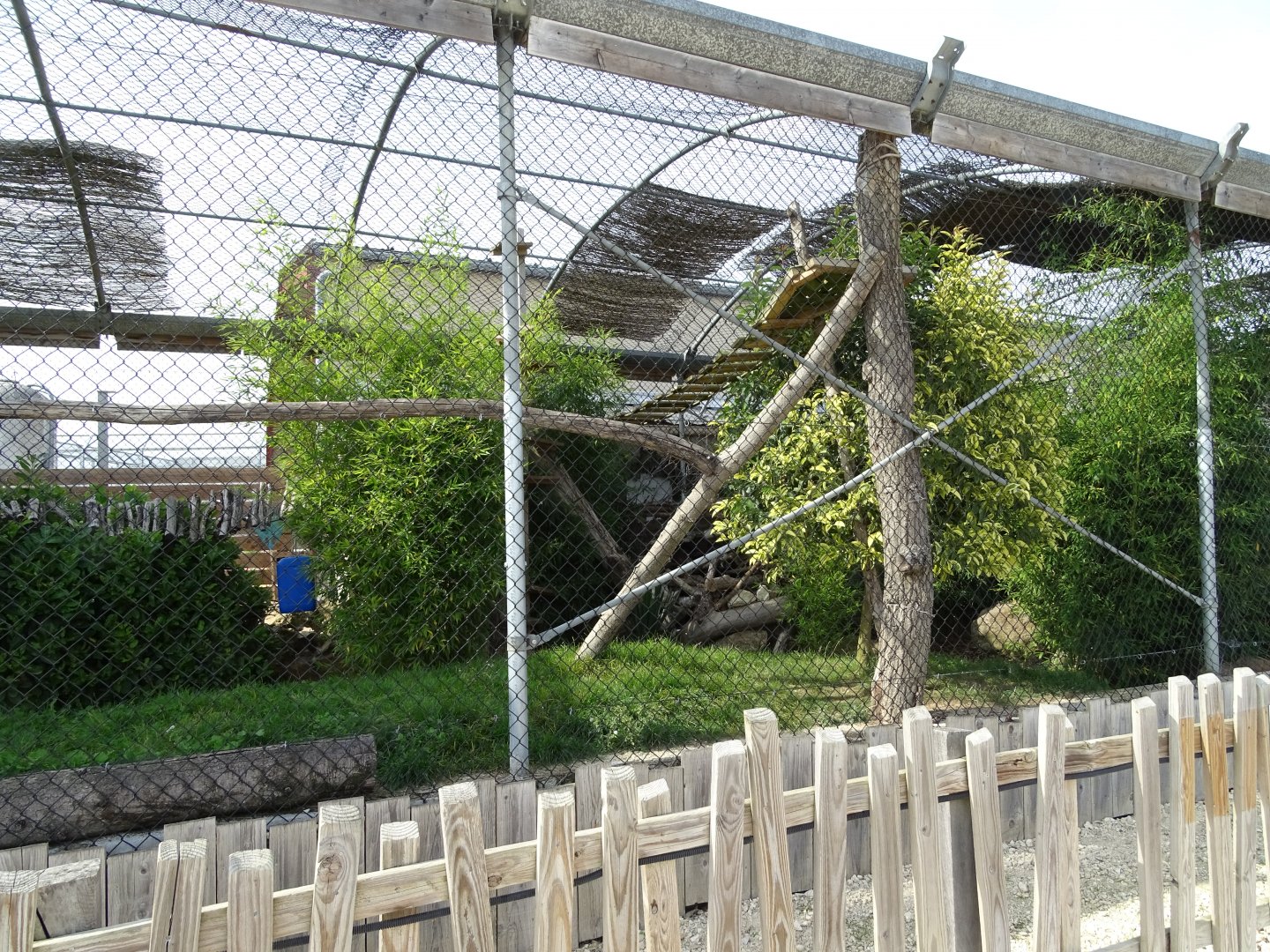 Serval and caracal exhibit