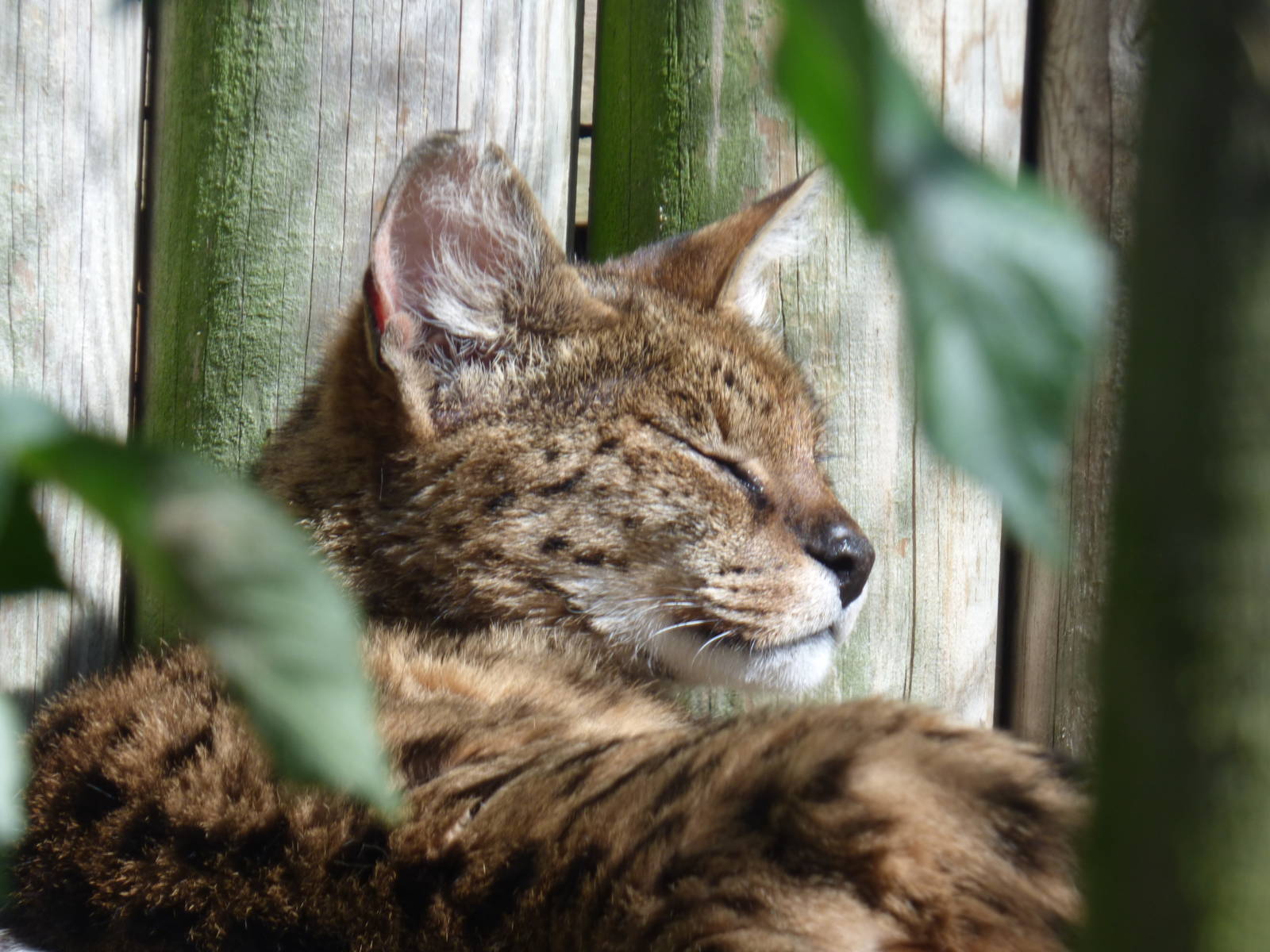 Serval and Leopard Cat Hybrid