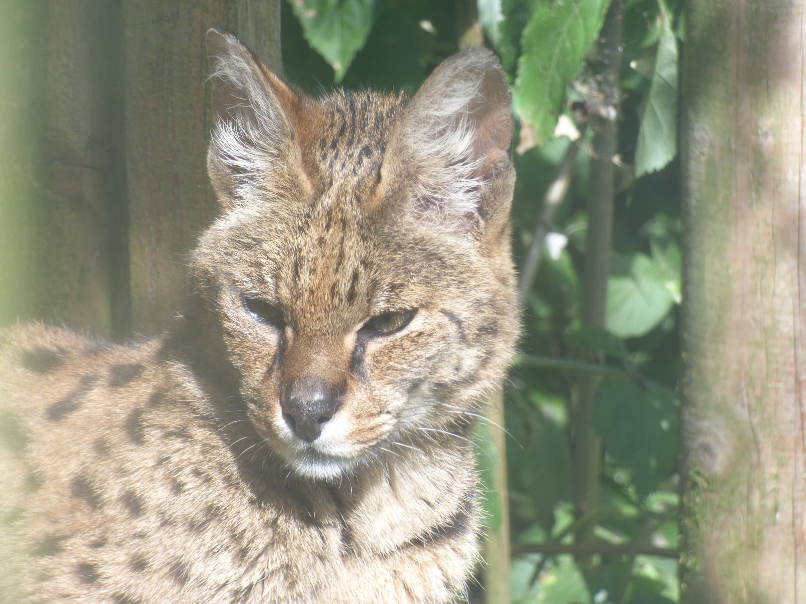 Serval and Leopard Cat Hybrid
