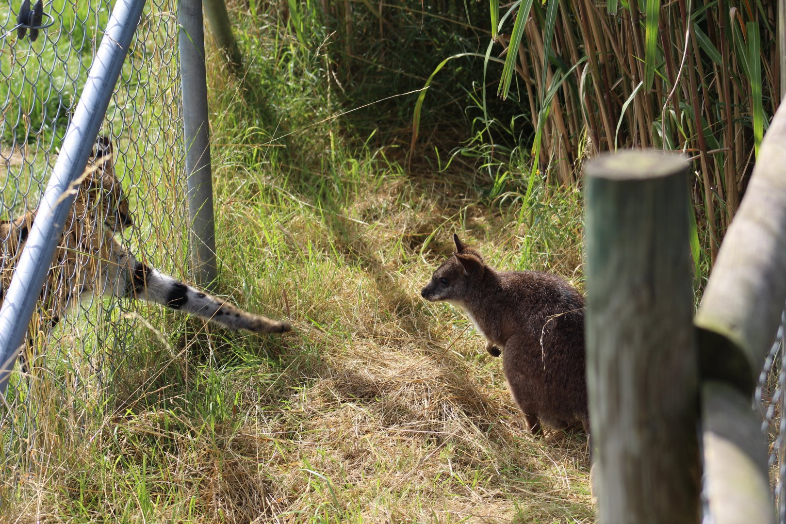 Serval and Parma Wallaby
