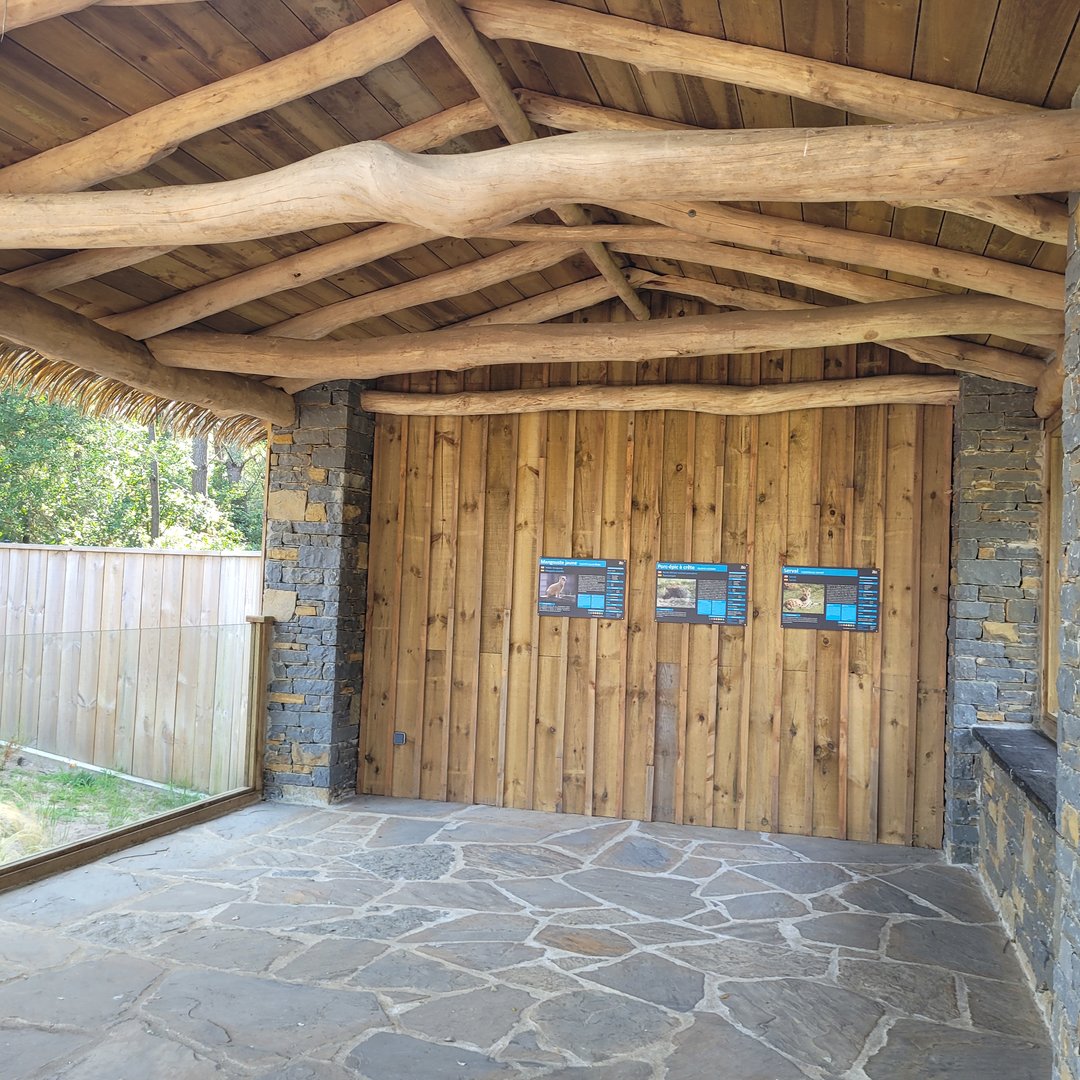 Serval and Yellow mongoose viewing point -Zoo de Labenne (2023)