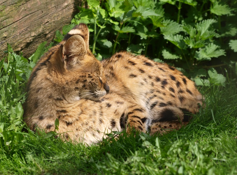 Serval (April 19th, 2015)