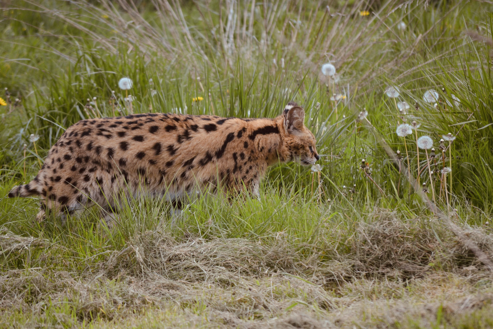 Serval - April 2023