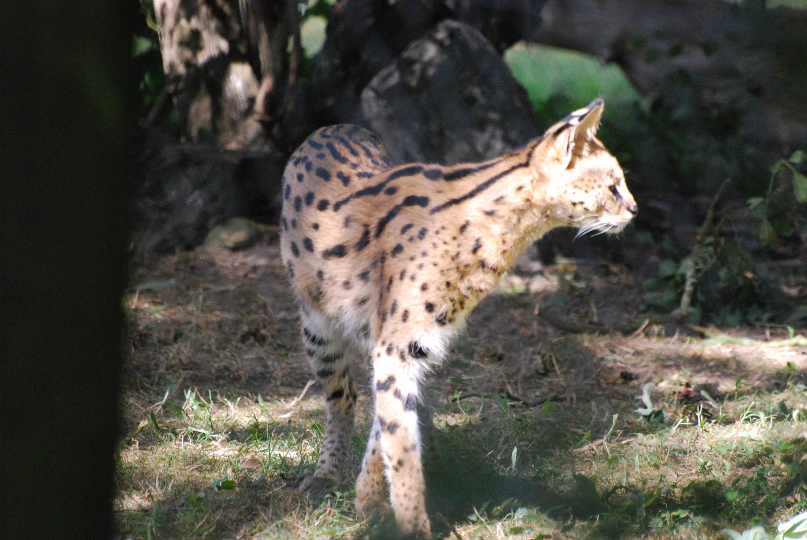 Serval at Africa Alive!