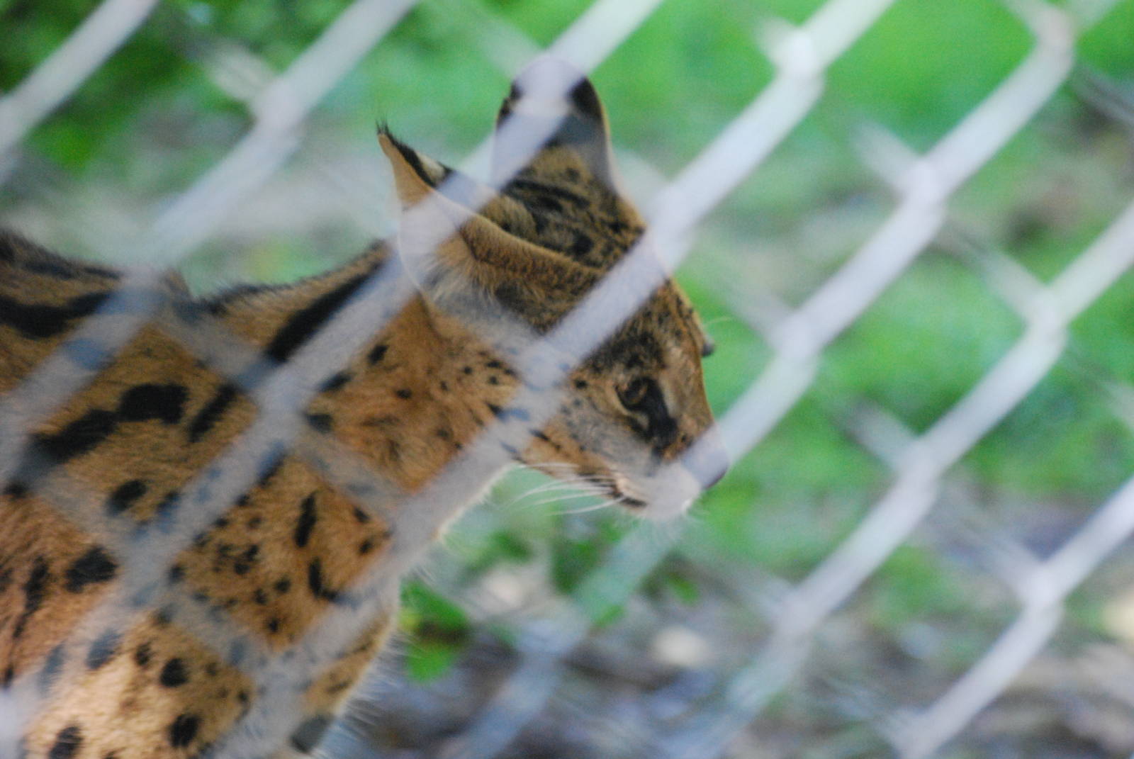 Serval at Africa Alive!