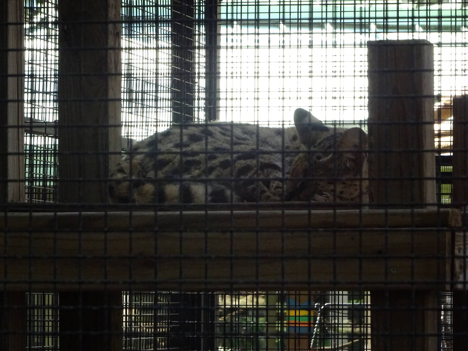 Serval at Busch Gardens Tampa