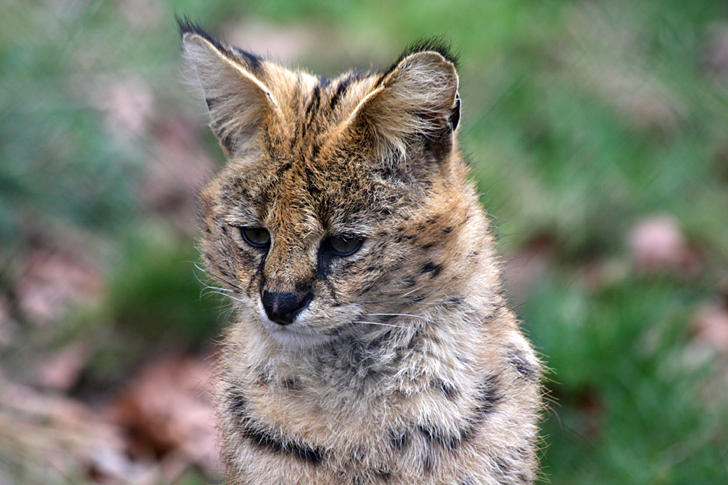 Serval at Chester 20/03/2011