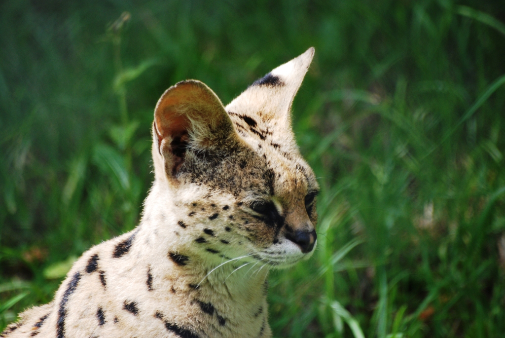 Serval at Chester, 27/07/14