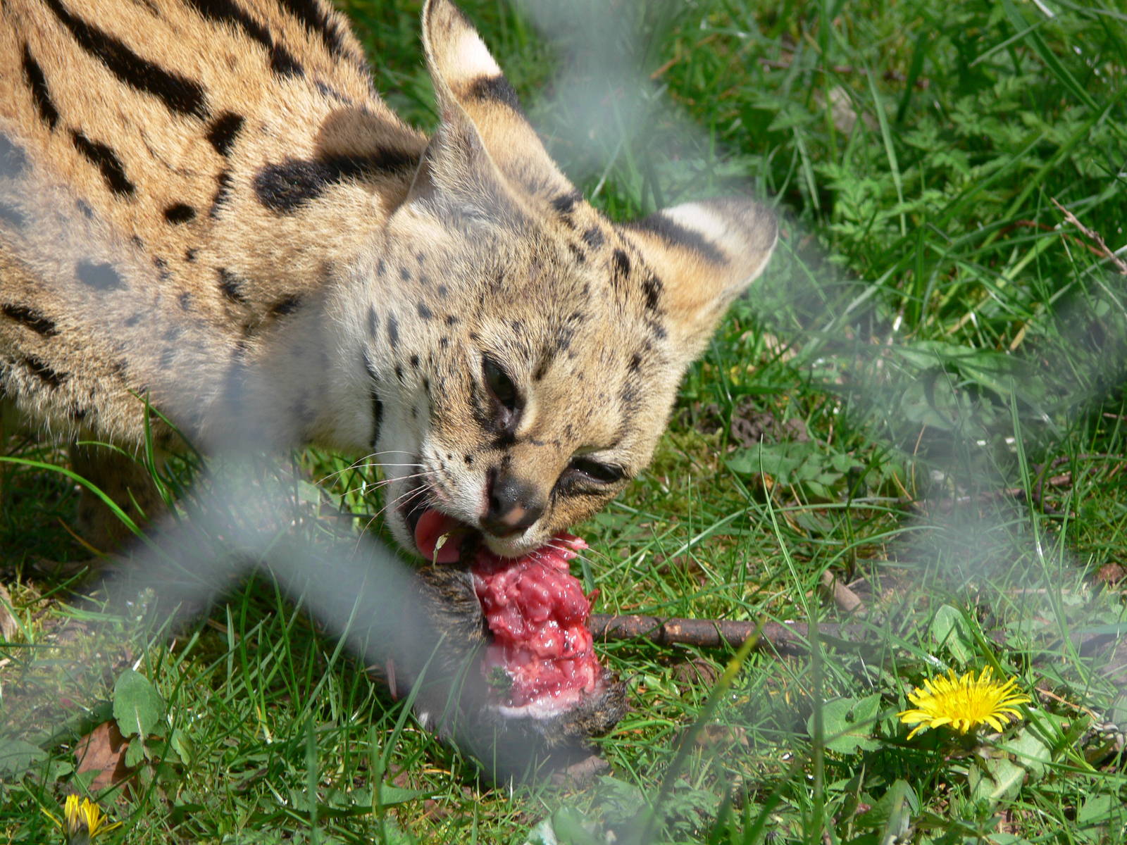 Serval at Chester Zoo, 14/04/14