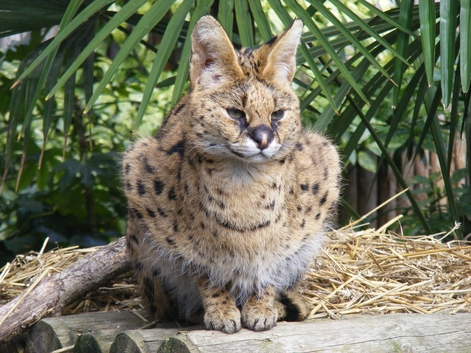 Serval at Drusillas Park, 20 March 2011