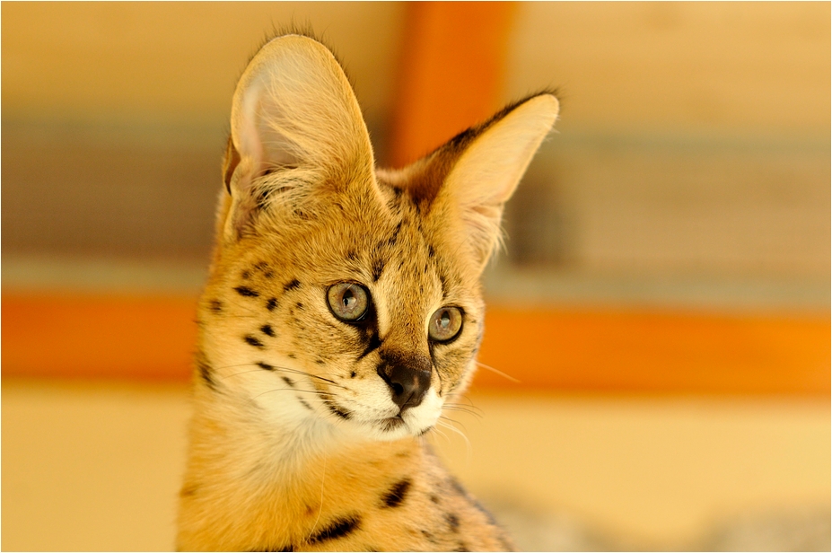 Serval at Eberswalde