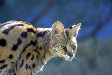 serval at EFBC Feline Center