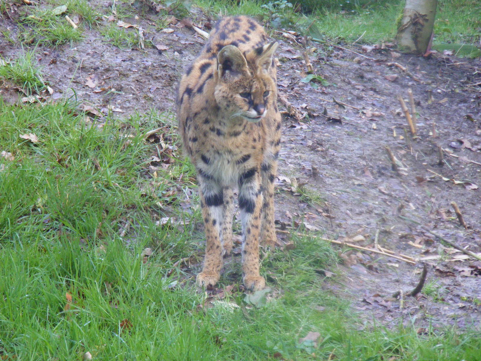 Serval at Howletts Wild Animal Park, 3 April 2010
