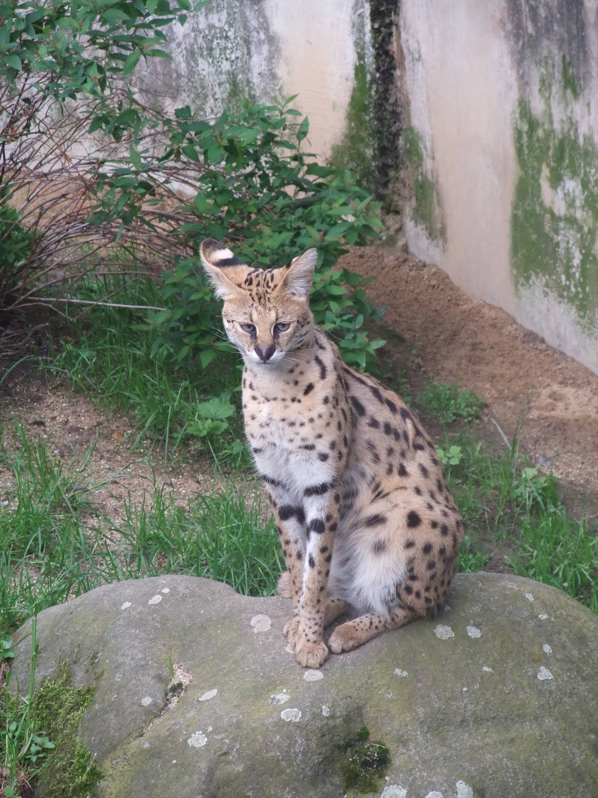 Serval at Jihlava, 30/05/10