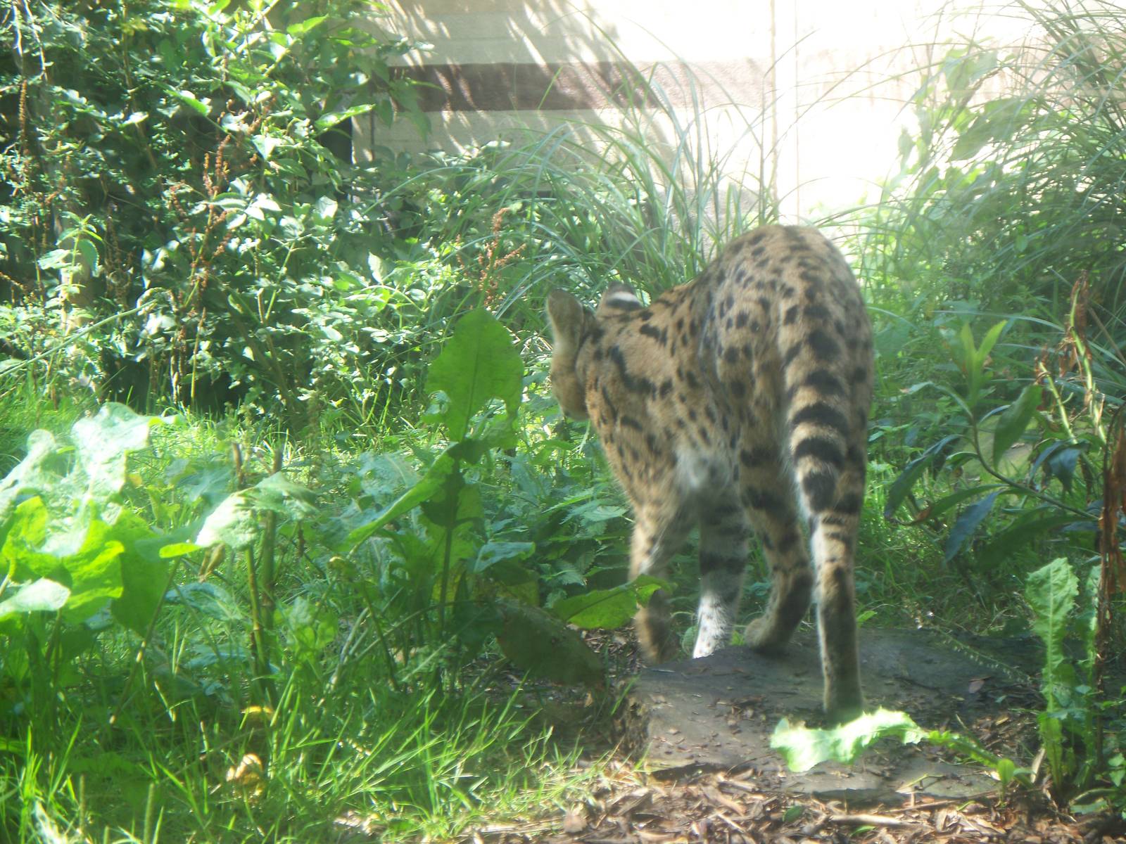 Serval at london zoo