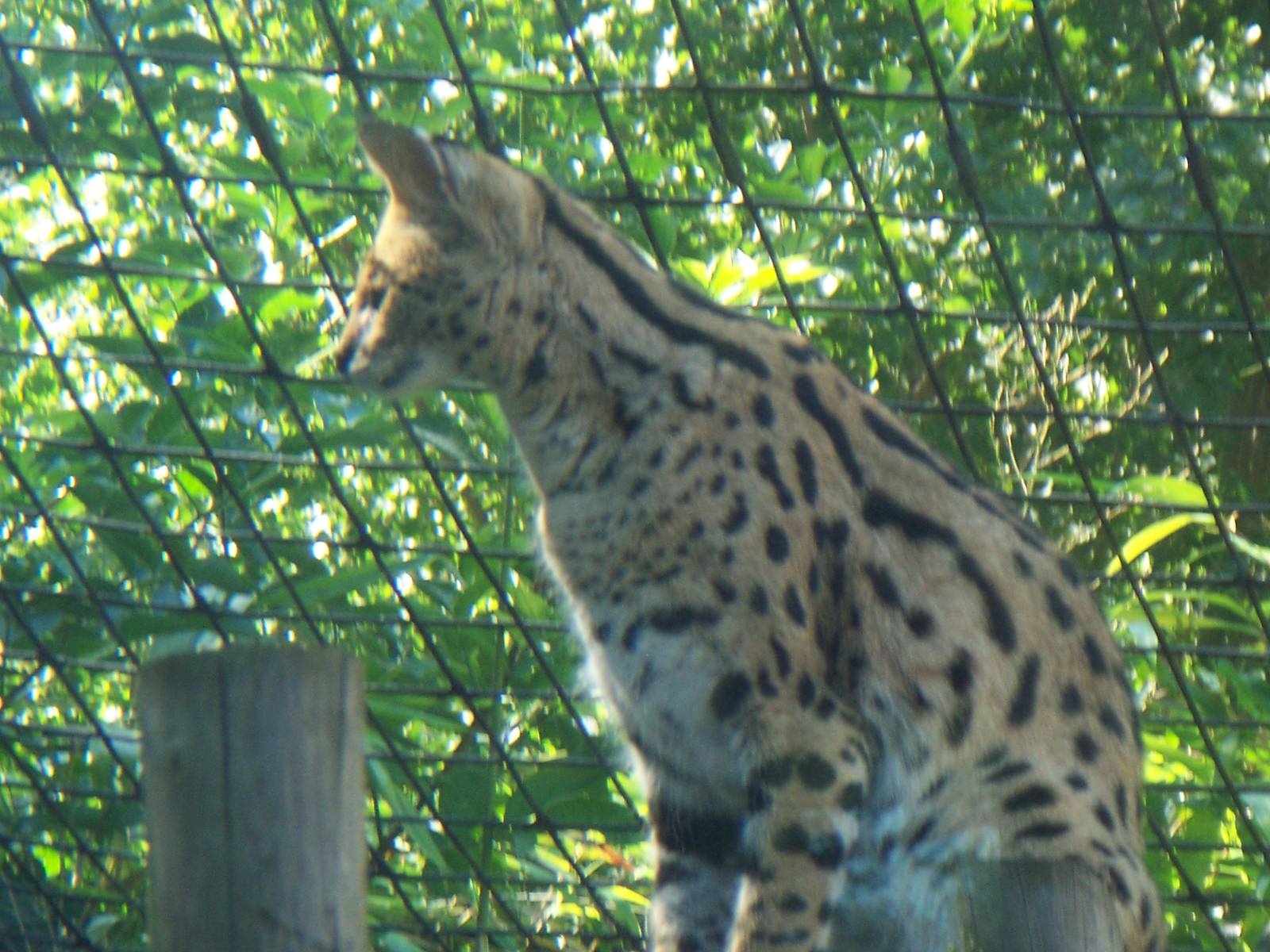 Serval at london zoo