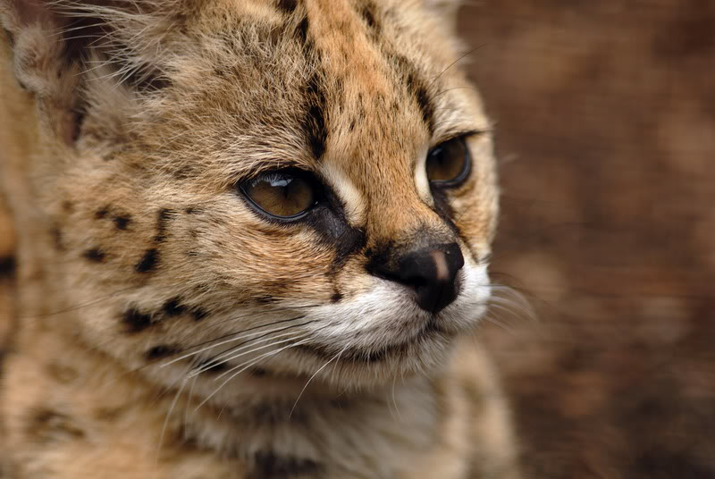 Serval at solingen