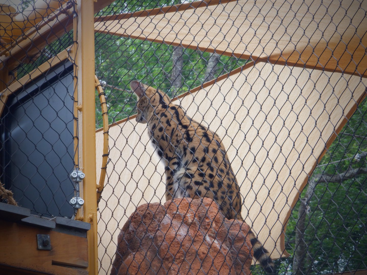 Serval at the Greensboro Science Center