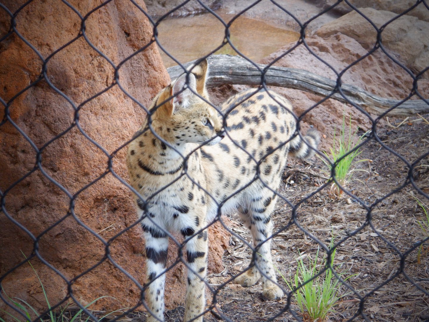 Serval at the Greensboro Science Center