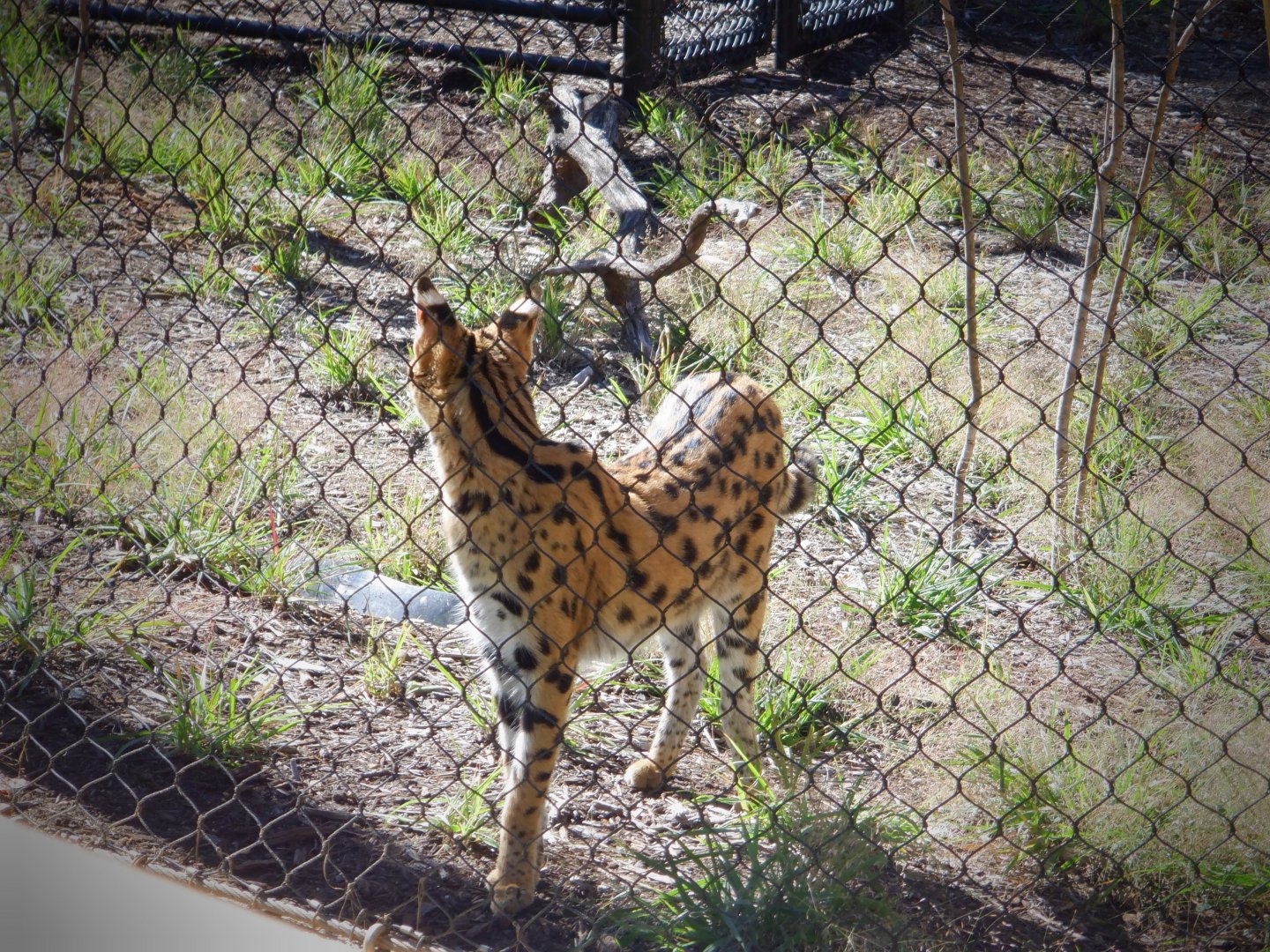Serval at the Greensboro Science Center