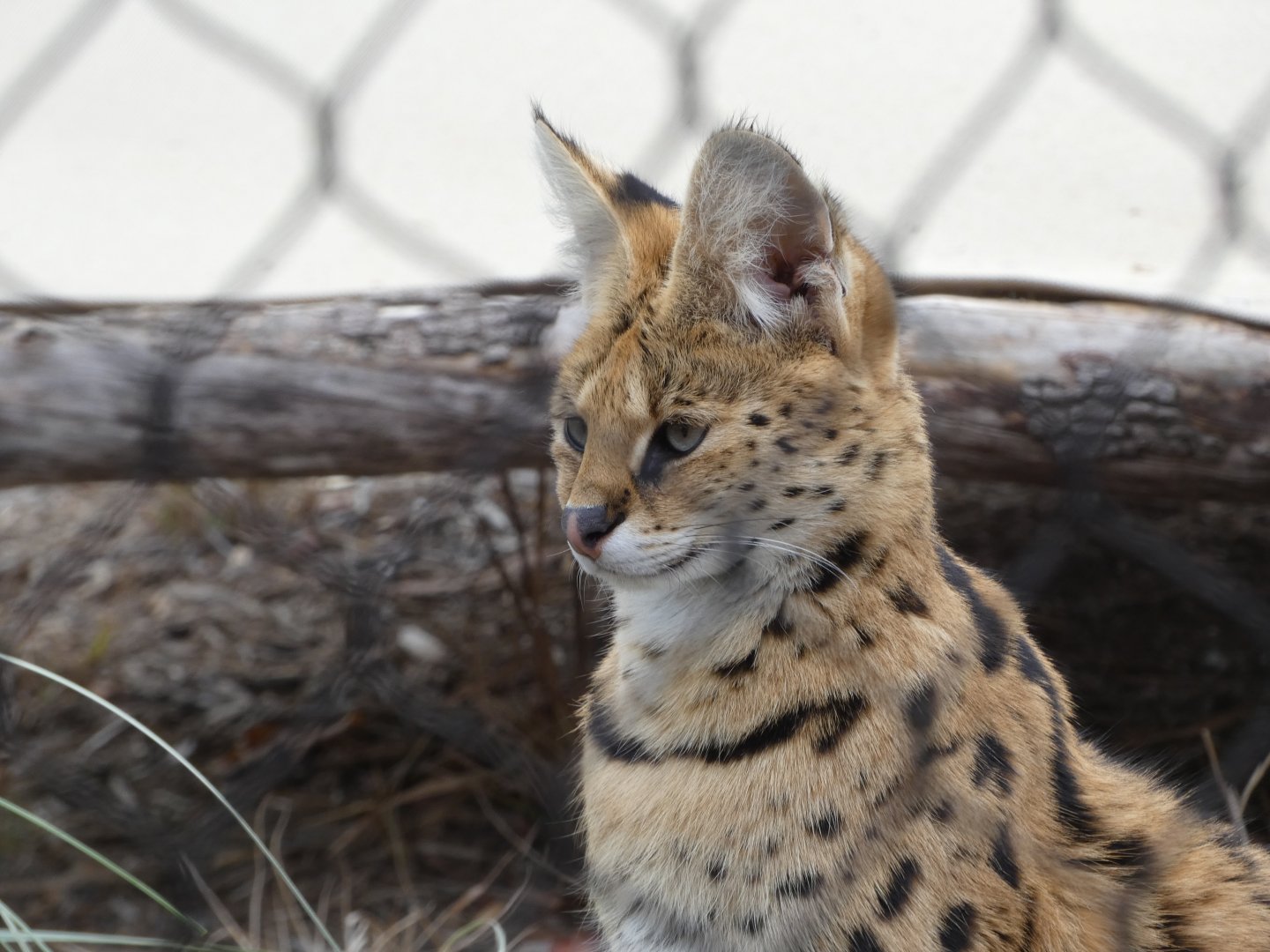 Serval at the Greensboro Science Center