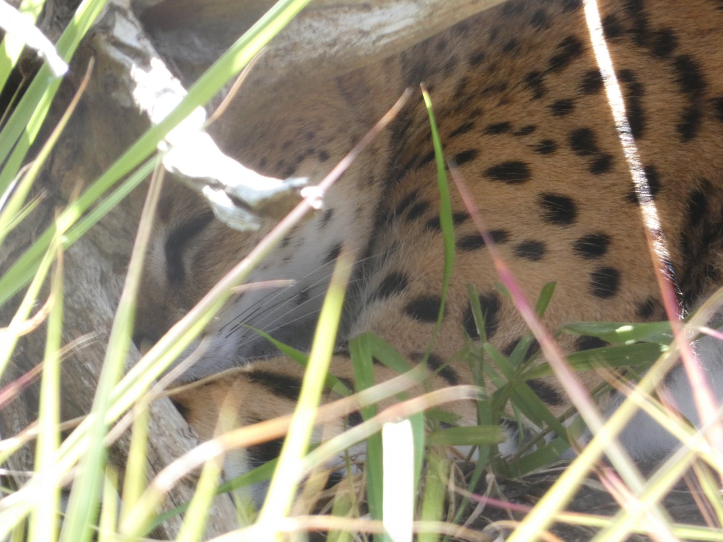 Serval at the Greensboro Science Center